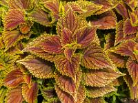 Buntnessel Blätterfarbe gelblichgrün und violett